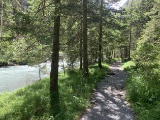 forest