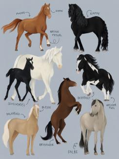 horse coat colour illustration
