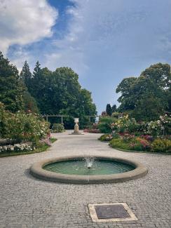 rose garden Insel Mainau, a photo during a sunny day
