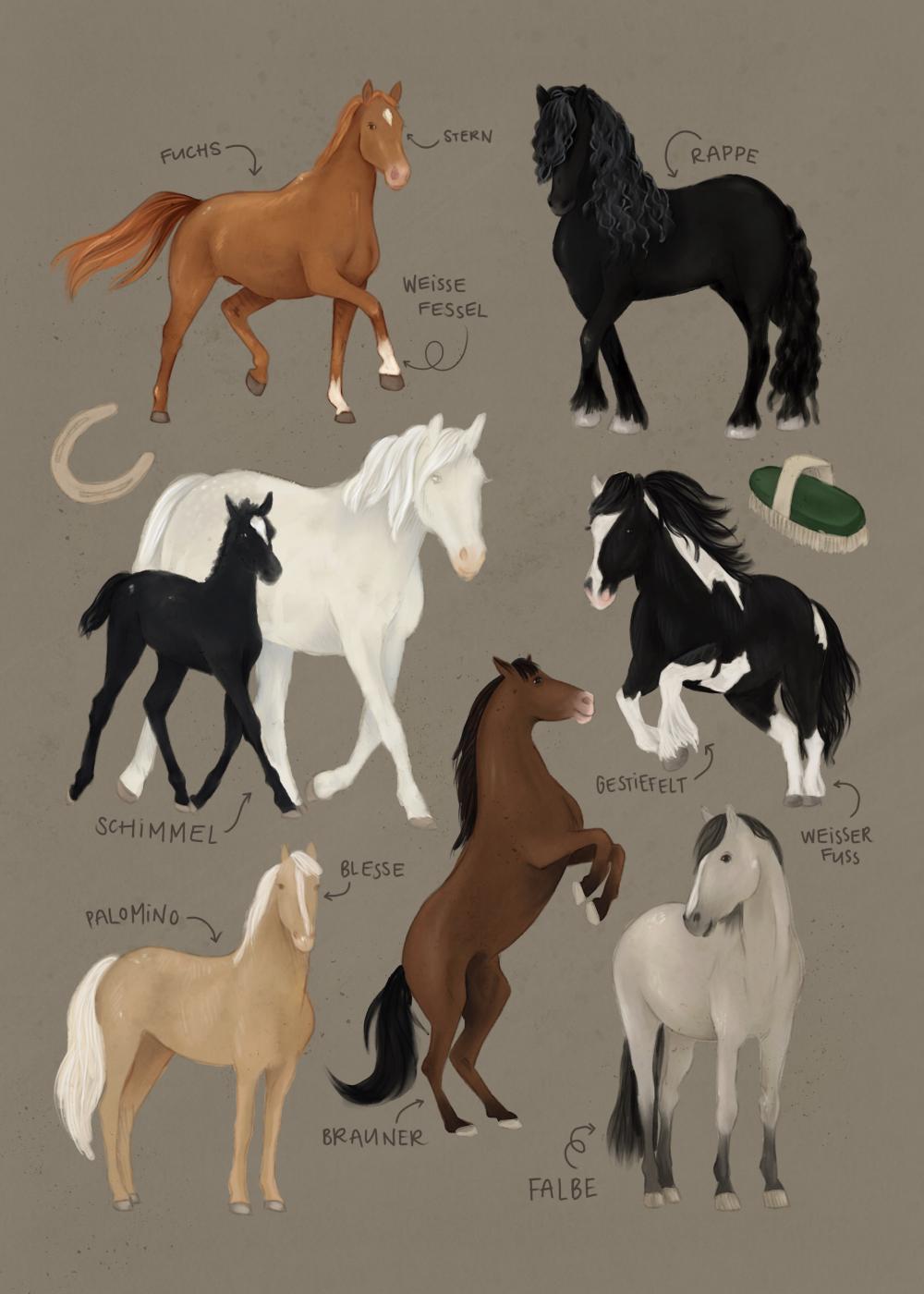 illustrated coat colours horses